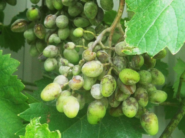 Болезни винограда: оидиум